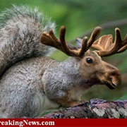 Moose & Squirrel
