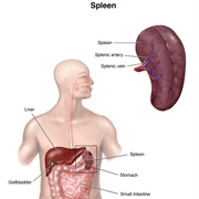 Spleen Problems