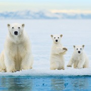 Polar Bear Watching in Svalbard