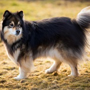 Lapinkoira/Finnish Laphund
