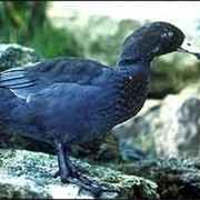 Blue Duck