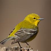Pine Warbler