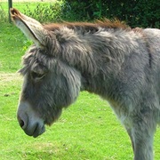 Donkey