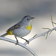 Virginia's Warbler