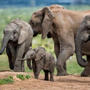 Visit Addo National Elephant Park