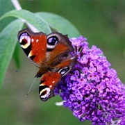 Buddleia (Summer Lilac)