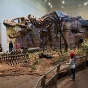 Carnegie Museum of Natural History