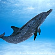 Atlantic Spotted Dolphin