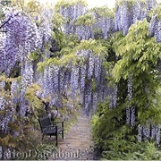 Wisteria