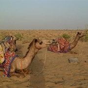 Camel Trekking Overnight, India