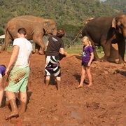 Volunteer at Elephant Nature Park