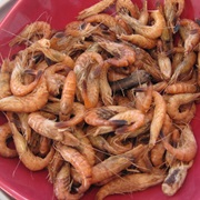 Bay Shrimp (Crangon Crangon)