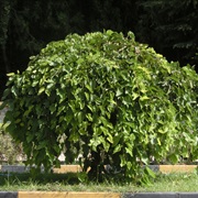 White Mulberry (Morus Alba)