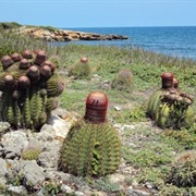 Bosque Estatal De Guánica, Puerto Rico