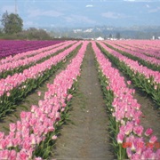 Mount Vernon, Washington, USA