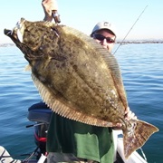 California Halibut (Aka: Flatty, Fly Swatter, Barn Door, Alabato, Monterey or Chicken Halibut)