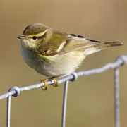 Yellow-Browed Warbler