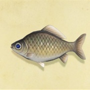 Crucian Carp