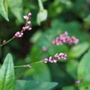 Persicaria Vulgaris