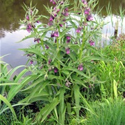 Quaker Comfrey (Symphytum Officinale)