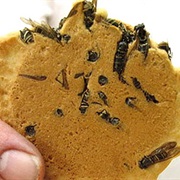 Wasp Crackers