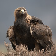 Cairngorms National Park, Scotland