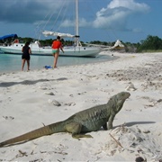 Iguana Island, Turks & Caicos