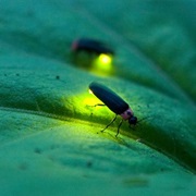 Fireflies