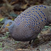 Gray Peacock-Pheasant (Myanmar)