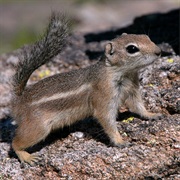 Harris's Antelope Squirrel