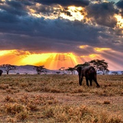 The Serengeti