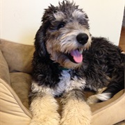 Bernedoodle