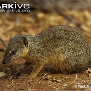 Broad-Striped Malagasy Mongoose