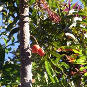 Red Bopple Nut (Hicksbeachia Pinnatifolia)
