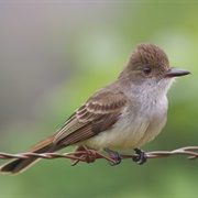 Swainson's Flycatcher (Myiarchus Swainsoni)
