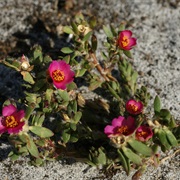 Purslane (Portulaca)