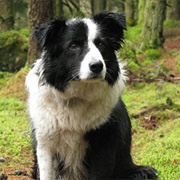 Fly (Babe the Movie)