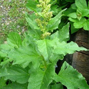 Good-King-Henry (Blitum Bonus-Henricus)