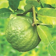 Melanesian Papeda (Citrus MacRoptera)