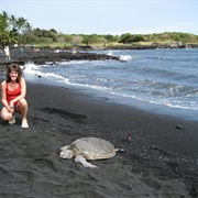 Play With Sea Turtles on a Black Sand Beach in Hawaii
