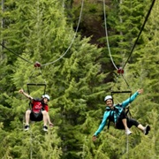 Zipline Through the Boreal Forests