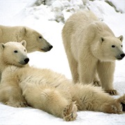 Polar Bears in Churchill, Canada