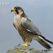 Eurasian Peregrine Falcon