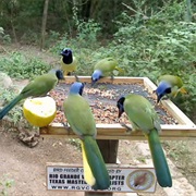 Sabal Palm Sanctuary