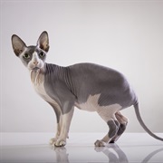 Sphynx