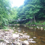 Allen Banks and Stawards Gorge
