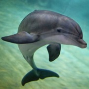 Dolphin