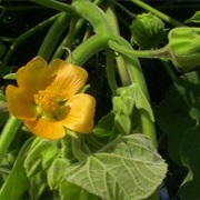 Velvetweed (Abutilon Theophrasti)