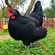 Australorp