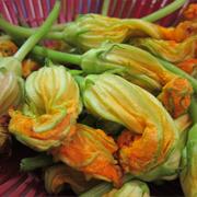 Zucchini Blossom